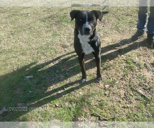 Border Collie-Unknown Mix Dogs for adoption in KELLYVILLE, OK, USA
