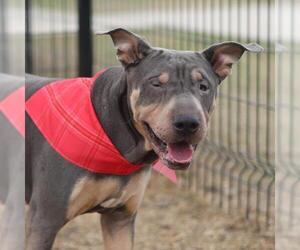 American Staffordshire Terrier-Unknown Mix Dogs for adoption in San Antonio, TX, USA