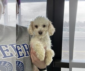 Poodle (Miniature)-Unknown Mix Dogs for adoption in Chico, CA, USA