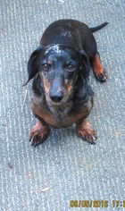 Dachshund Dogs for adoption in Rutherfordton, NC, USA