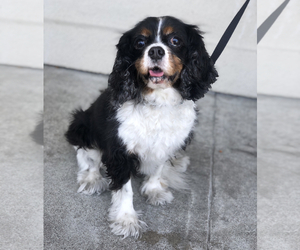 Cavalier King Charles Spaniel Dogs for adoption in Palo Alto, CA, USA