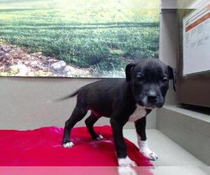 American Pit Bull Terrier-Unknown Mix Dogs for adoption in Moreno Valley, CA, USA