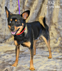 Chiranian Dogs for adoption in Yreka, CA, USA