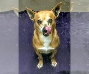 Chihuahua Dogs for adoption in Glendale , AZ, USA