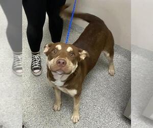 Labrador Retriever-Unknown Mix Dogs for adoption in Pasadena, TX, USA