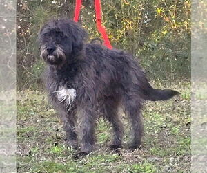 Poodle (Standard)-Unknown Mix Dogs for adoption in Wetumpka, AL, USA
