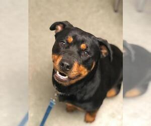 Rottweiler Dogs for adoption in Richmond, IN, USA