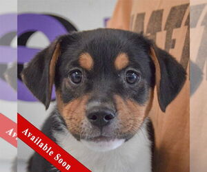 Bagle Hound Dogs for adoption in Huntley, IL, USA