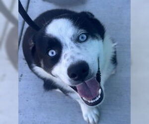 Siberian Husky Dogs for adoption in Salinas, CA, USA