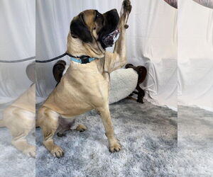 Mutt Dogs for adoption in Goodyear, AZ, USA