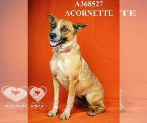 Medium Photo #1 Mutt Puppy For Sale in Stockton, CA, USA