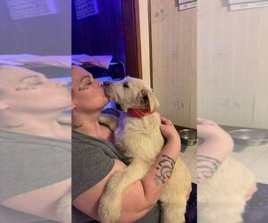 Labrador Retriever-Wheaten Terrier Mix Dogs for adoption in Aurora, IN, USA