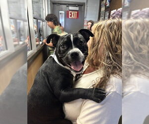 English Boston Bulldog Dogs for adoption in Stockton, CA, USA