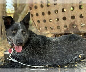 Mutt Dogs for adoption in Paso Robles, CA, USA