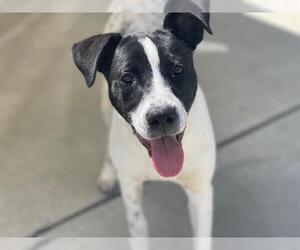 American Pit Bull Terrier-Unknown Mix Dogs for adoption in Tulsa, OK, USA