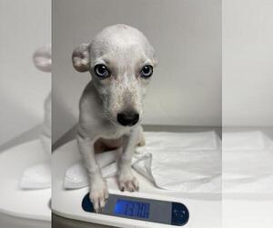 Chihuahua Dogs for adoption in Bakersfield, CA, USA