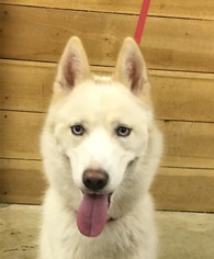 Siberian Husky Dogs for adoption in Indianapolis, IN, USA