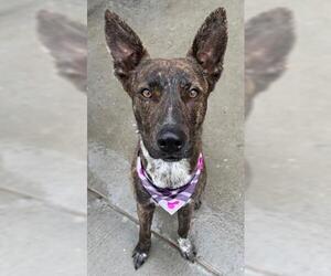 Dutch Shepherd -Unknown Mix Dogs for adoption in Tulsa, OK, USA