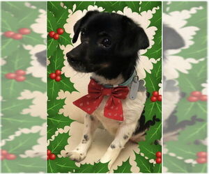 Rat-Cha Dogs for adoption in Holly Springs, NC, USA