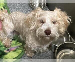 Poodle (Miniature)-Unknown Mix Dogs for adoption in Orange, CA, USA
