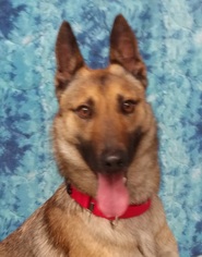 German Shepherd Dog Dogs for adoption in Greenville, IL, USA