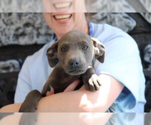 Mastador Dogs for adoption in Yardley, PA, USA