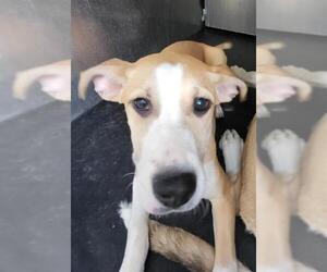 Mutt Dogs for adoption in San Antonio, TX, USA