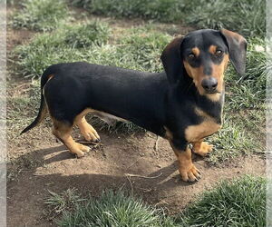 Dachshund Dogs for adoption in Hesperia, CA, USA