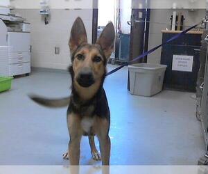 German Shepherd Dog-Unknown Mix Dogs for adoption in Fayetteville, NC, USA