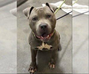 American Bulldog Dogs for adoption in Forestville, MD, USA