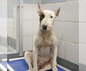 Bull Terrier-Unknown Mix Dogs for adoption in San Antonio, TX, USA
