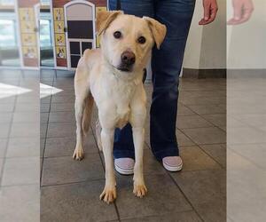 Labrador Retriever-Unknown Mix Dogs for adoption in San Antonio, TX, USA