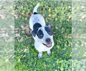 Labrador Retriever-Unknown Mix Dogs for adoption in Boston, MA, USA