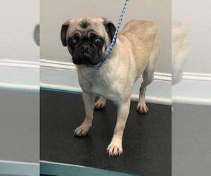 Pug Dogs for adoption in Mooresville, NC, USA