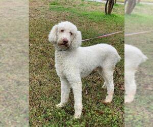 Poodle (Standard) Dogs for adoption in Dallas, TX, USA