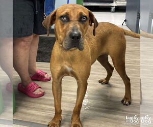 Boxer-Unknown Mix Dogs for adoption in Washington, DC, USA