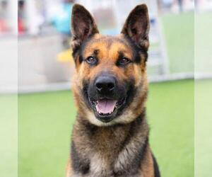 German Shepherd Dog Dogs for adoption in Camarillo, CA, USA