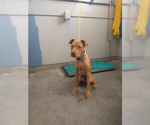American Pit Bull Terrier Dogs for adoption in Camarillo, CA, USA