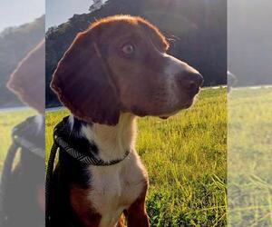 Beagle Dogs for adoption in Eureka Springs, AR, USA