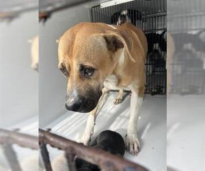 American Pit Bull Terrier-Unknown Mix Dogs for adoption in Houston, TX, USA