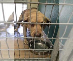 German Shepherd Dog-Unknown Mix Dogs for adoption in Texas City, TX, USA