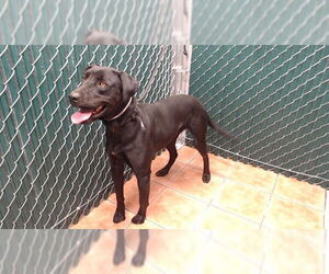 Labrador Retriever-Unknown Mix Dogs for adoption in Downey, CA, USA
