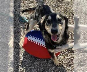 German Shepherd Dog-Unknown Mix Dogs for adoption in Peoria, IL, USA