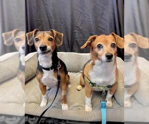 Medium Photo #1 Beagle-Unknown Mix Puppy For Sale in Boston, MA, USA