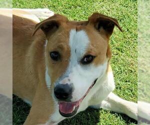 American Staffordshire Terrier-Unknown Mix Dogs for adoption in Sunnyvale, CA, USA