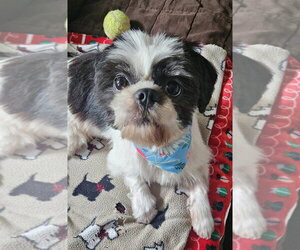 Shih Tzu-Unknown Mix Dogs for adoption in Lakewood, CO, USA