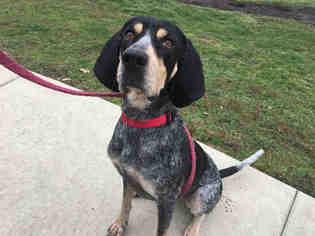 Bluetick Coonhound Dogs for adoption in Urbana, IL, USA