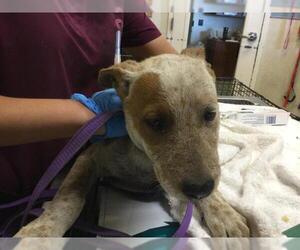 Mutt Dogs for adoption in Riverside, CA, USA
