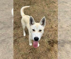 German Shepherd Dog-Siberian Husky Mix Dogs for adoption in Riverside, CA, USA