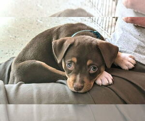 Mutt Dogs for adoption in New London, WI, USA